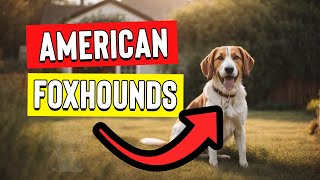 American Foxhound vs Other Hounds What Sets Them Apart [upl. by Aramen]