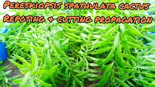 Pereskiopsis Spathulata Cactus Repoting amp cutting propagation Surenderyoutuber [upl. by Anned]