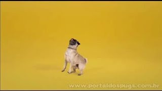 Pedigree  quotMe Toca Sobrequot parte 3  Comercial de TV  Propaganda com Pug [upl. by Neneek]