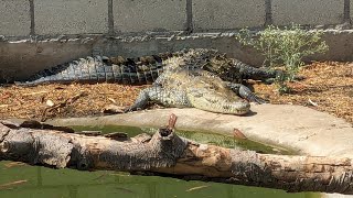 Alimentando a nuestra Crocodylus Acutus [upl. by Broida]