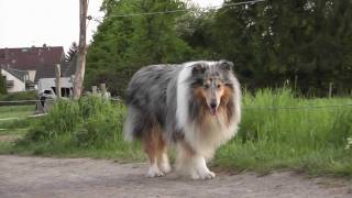 Rough Collie Jojo  evening walk 5510 [upl. by Erlinna]