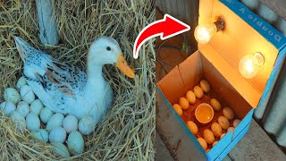 Remove Duck Eggs From Duck Nest To Hatching With Paper Box incubator  Duck Hatching Electric [upl. by Enenej]