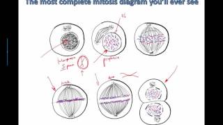 Mitosis Extras and Cytokinesis IB Bio 2015 [upl. by Vivien]