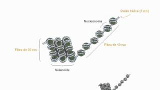 Niveles de organización de la cromatina [upl. by Ahsienahs]