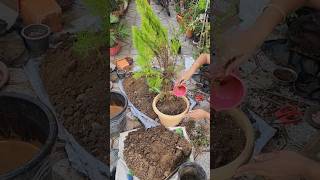 घर में सुख शांति के लिए कौन सा पौधा लगाना चाहिएgardenplants shorts subscribe mybeautifulgarden [upl. by Ahsilef]