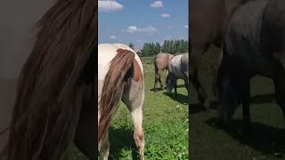 Stallion went for a walk in a herd of mares । Beautiful Horses [upl. by Jochbed]