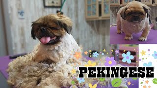 Pekingese shavedown Dog Grooming [upl. by Ikairik]