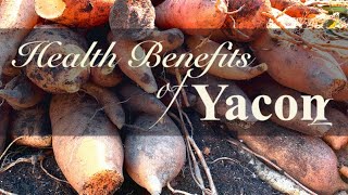 Yacon Fruit Health Benefits and Plant Profile [upl. by Croom984]