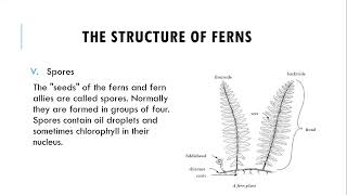 Division Filicinophyta  Structure Of Ferns  Advantages amp Disadvantages Of Ferns [upl. by Rybma]