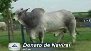 Donato de Naviraí [upl. by Chavaree]