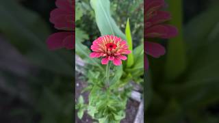 9 Types of Backyard Gardening Flowers  10 Popular Flowers Choices in Description [upl. by Stanly322]