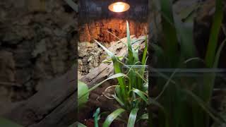 Fun lizard feeding video grass lizard chasing flies lizard reptile [upl. by Ettevy30]