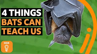 Four things bats can teach us about survival  BBC Ideas [upl. by Nylitsirk565]