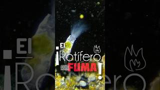 ¡El Rotífero que Fuma Collotheca coronetta [upl. by Bertasi]