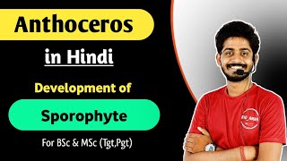 Anthoceros in Hindi  Development of Sporophyte in Anthoceros  Life Cycle of Anthoceros  05 [upl. by Thar815]