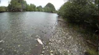 Stamp River Coho Fishing [upl. by Saks62]