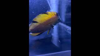 KOI SCOPAS TANG ……🙄 emoji music alphabetlore beats amongus aquarium twolessfishinthesea [upl. by Weide]