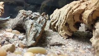 Bioactive desert habitat for blue death feigning beetles [upl. by Atinuahs237]