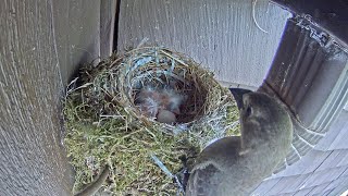 Cowbird Steals Its Own Hatchling [upl. by Niamor]