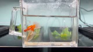 Guppy cross breeding koi x full gold guppy guppyfish guppyfriend guppycrossbreed [upl. by Hadihsar]