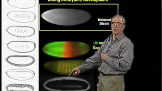 Eric Wieschaus Princeton Part 1 Patterning Development in the Embryo [upl. by Beedon]