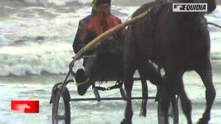 Histoire dun cheval  Organdi Danover  Equidia Live [upl. by Evilc798]