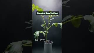 Tomato seed to a plant time lapse viralvideo subscribe like [upl. by Enirrok]