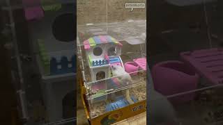 hamster is stressed about how small his home is 🐹 shorts hamsters mouse bunny stressed [upl. by Hewes]