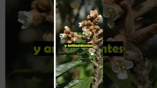 NÍSPERO  plants medicine medicinalplants agroecology agriculture shorts agro world new [upl. by Nairbal]