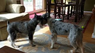 Standard Schnauzer and Aussie Playing [upl. by Warrick]