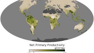Monde  productivité primaire nette [upl. by Shue]