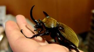 Megasoma gyas porioni  Rhinoceros Beetle  Nashornkäfer [upl. by Wooster]