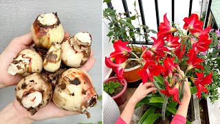 Growing Hippeastrums from bulbs is very simple ideas for a brilliant blooming garden [upl. by Alaet]