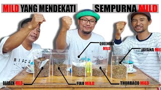 Tembakau rasa sampoerna mild  Barack taste vs Fuji vs Queen Bee vs Jayana vs Thorbacco 🔥 [upl. by Whelan968]