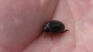 Predaceous Diving Beetle Dytiscidae Grophoderus occidentalis in Hand [upl. by Jerrol]