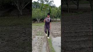 Banana leaf umbrella  skills outdoors survival bushcraft camping sbsurvival [upl. by Yonita825]