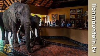 The Elephants that came to dinner 🐘🐘🐘  Mfuwe Lodge Zambia [upl. by Daphene]