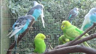 Grasparkieten  Parkieten  Parkieten geluiden  Volièrevogels  Parakeet sounds  Bird sounds [upl. by Amrak]