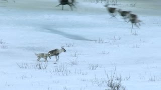 Wolf hunts caribou  Natures Epic Journeys Episode 2 Preview  BBC One [upl. by Kendall]