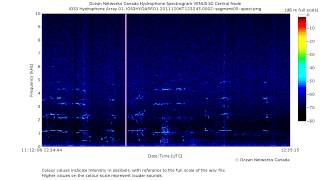 Repeated Southern Resident Killer Whale JPod Calls [upl. by Katine]