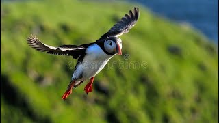 Meet the Animals 71 Puffin [upl. by Wayne]