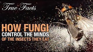 True Facts Fungi That Control The Insects They Eat [upl. by Pappano]