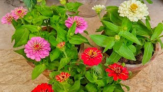 Zinnia Summer Flower Plant  Easy to Care  UrduHindi [upl. by Crysta]