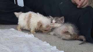 Cutest Rescue Puppy and Kitten Are Best Friends [upl. by Kendricks]