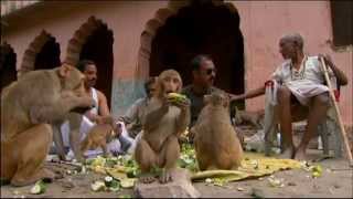 Macaques and Langoors in Rajasthan [upl. by Banks]