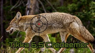 Hunting in the afternoon Thirtysix Coyotes Knocked Out By Credemoor Tikka 65 [upl. by Ardet]