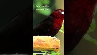 Pássaro livre shortsyoutube pets avesbrasileiras nature entretenimiento [upl. by Shaum808]