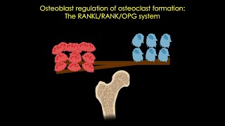 The RANKLRANKOPG system in bone [upl. by Nylteak]