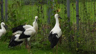 Storchenrettung Erfde ein Storchenkind aus Dänemark💗Stork rescue Erfde a storklet from Denmark [upl. by Cesare]