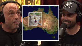 They Shoot Cats In Australia  Joe Rogan amp Remi Warren [upl. by Ybloc888]